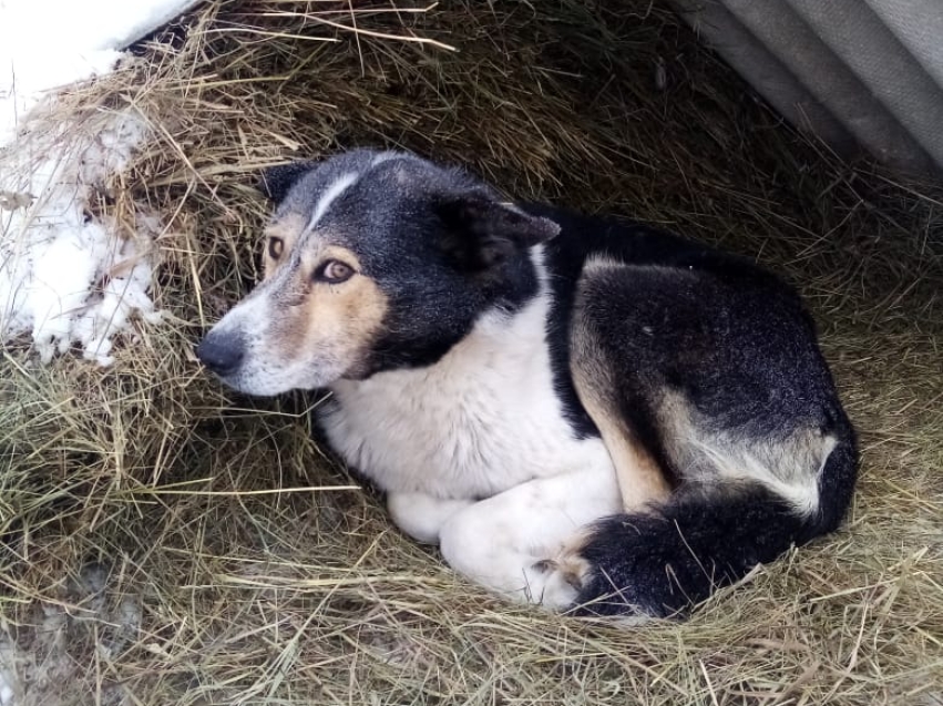 Ветеринары Забайкалья спасли собаку после нападения стаи волков